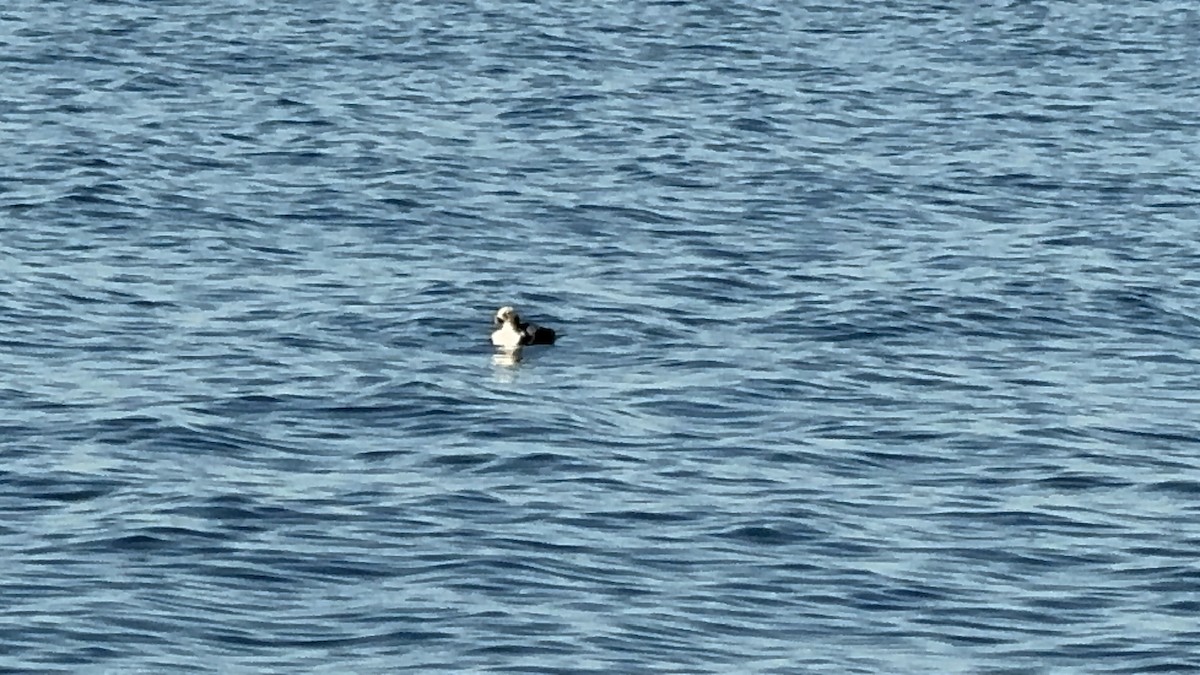 Long-tailed Duck - ML616187446