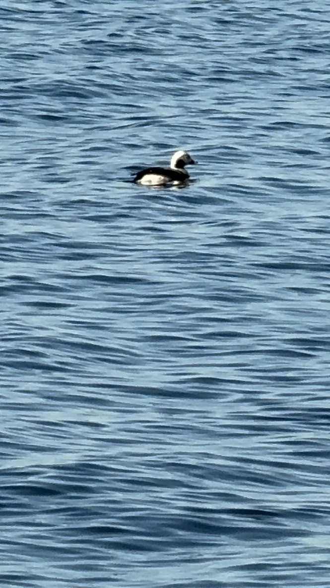 Long-tailed Duck - ML616187450