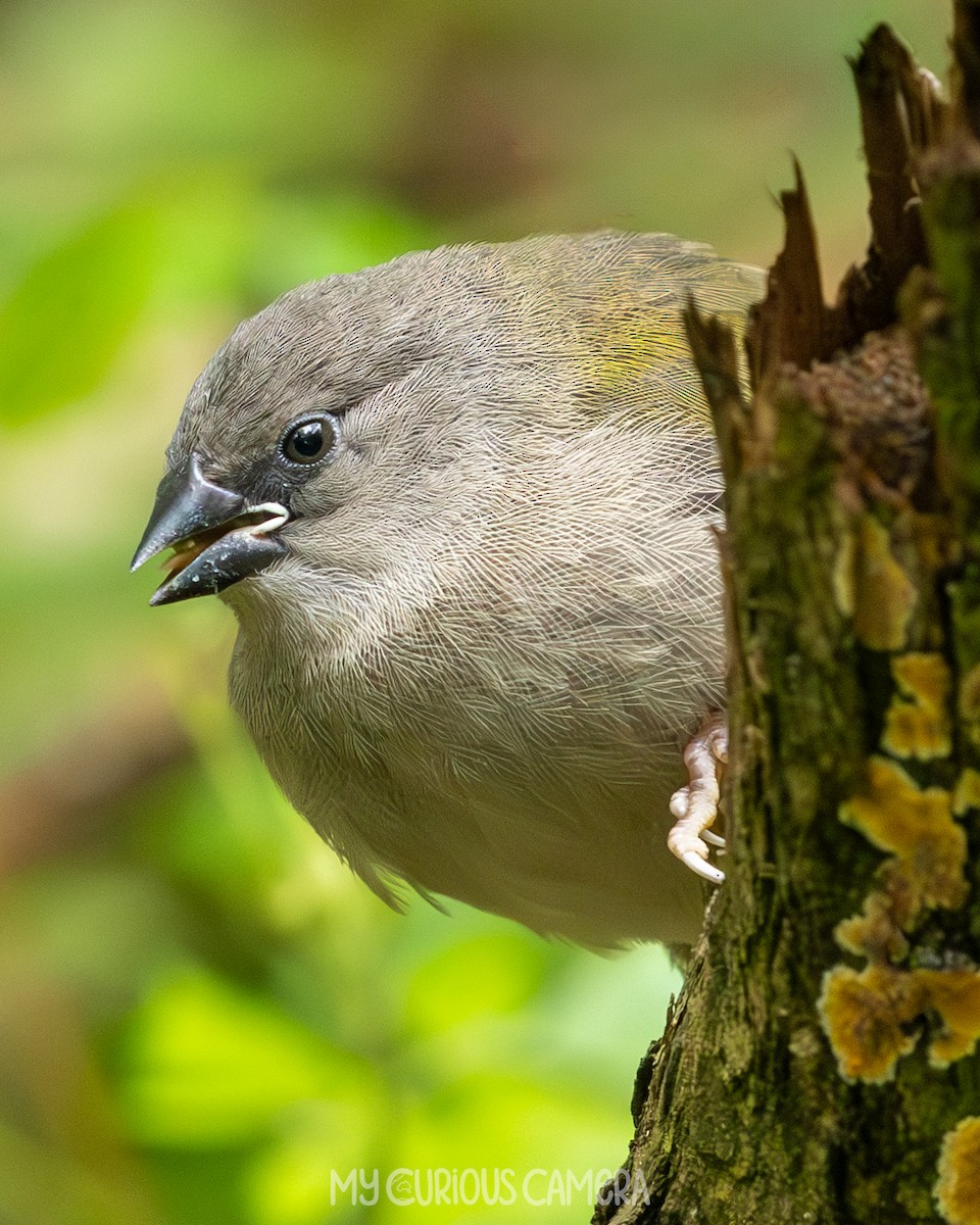 Red-browed Firetail - Nina Beilby