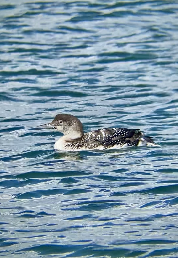 Common Loon - John Milauskas