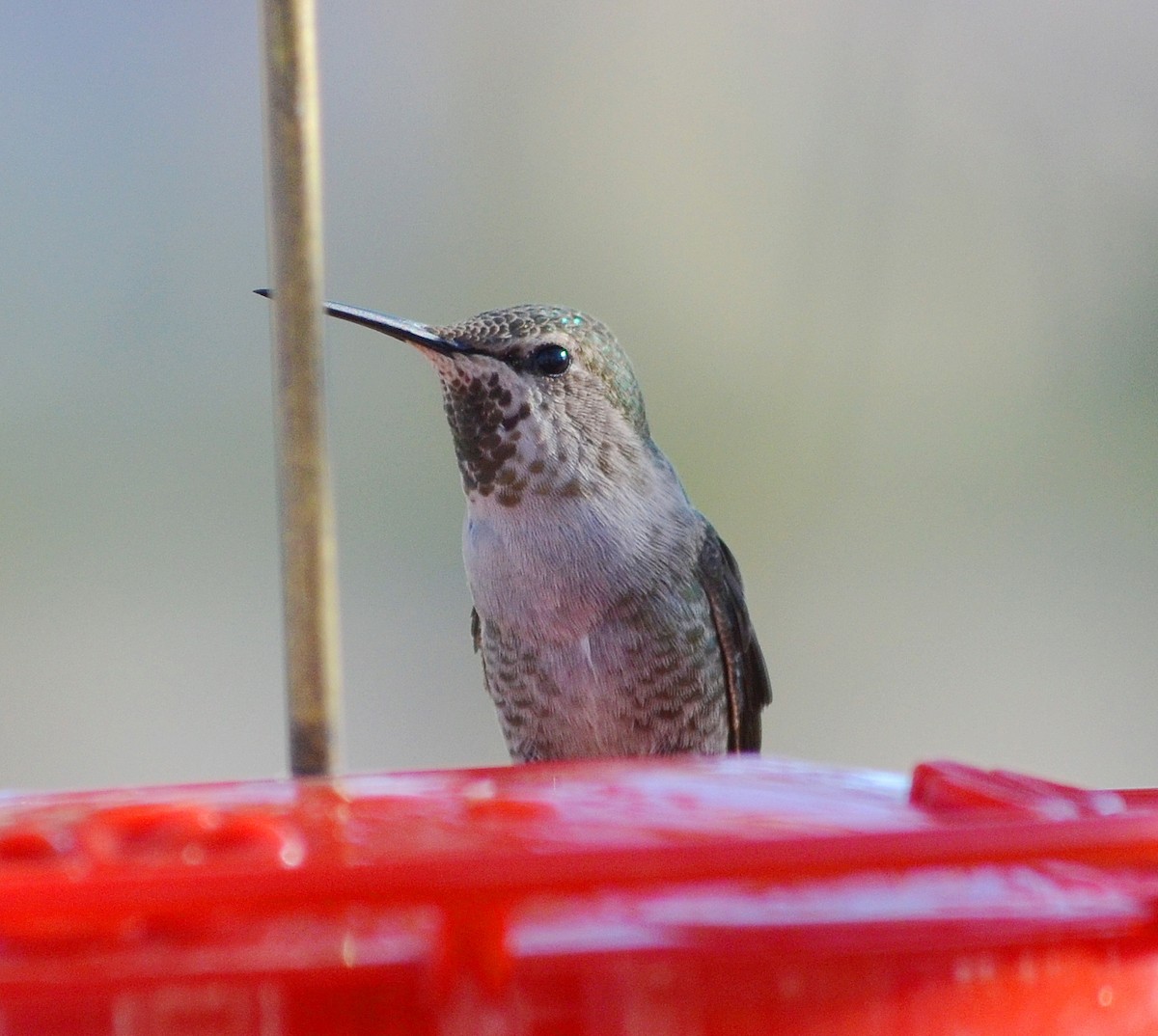 Anna's Hummingbird - ML616187568