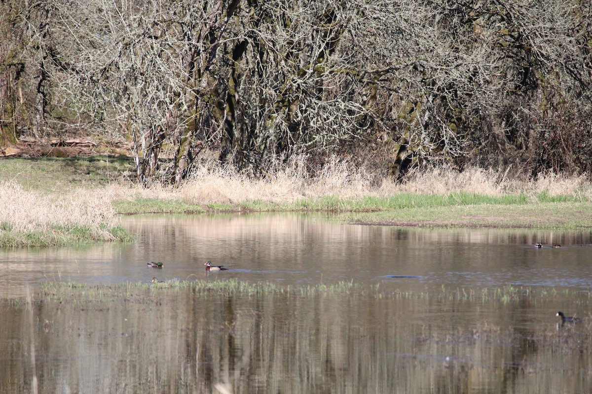 Wood Duck - ML616187594