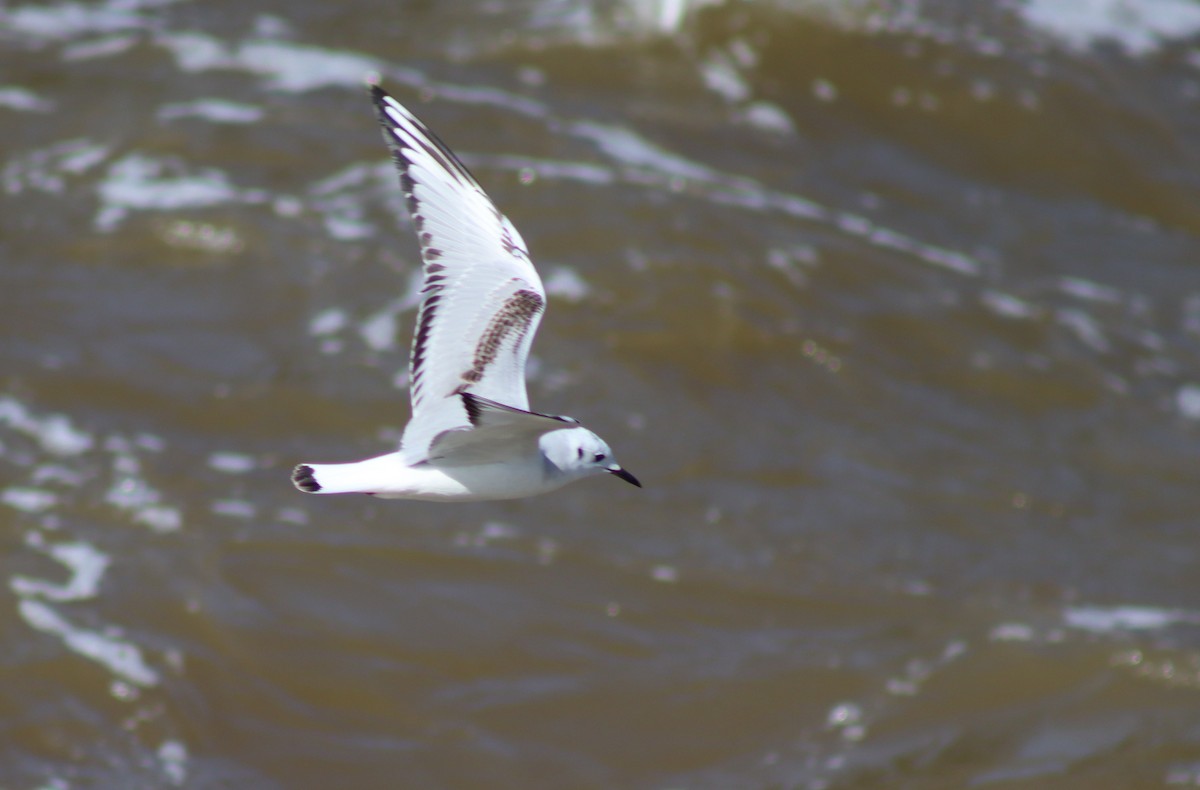 Bonaparte's Gull - ML616187625