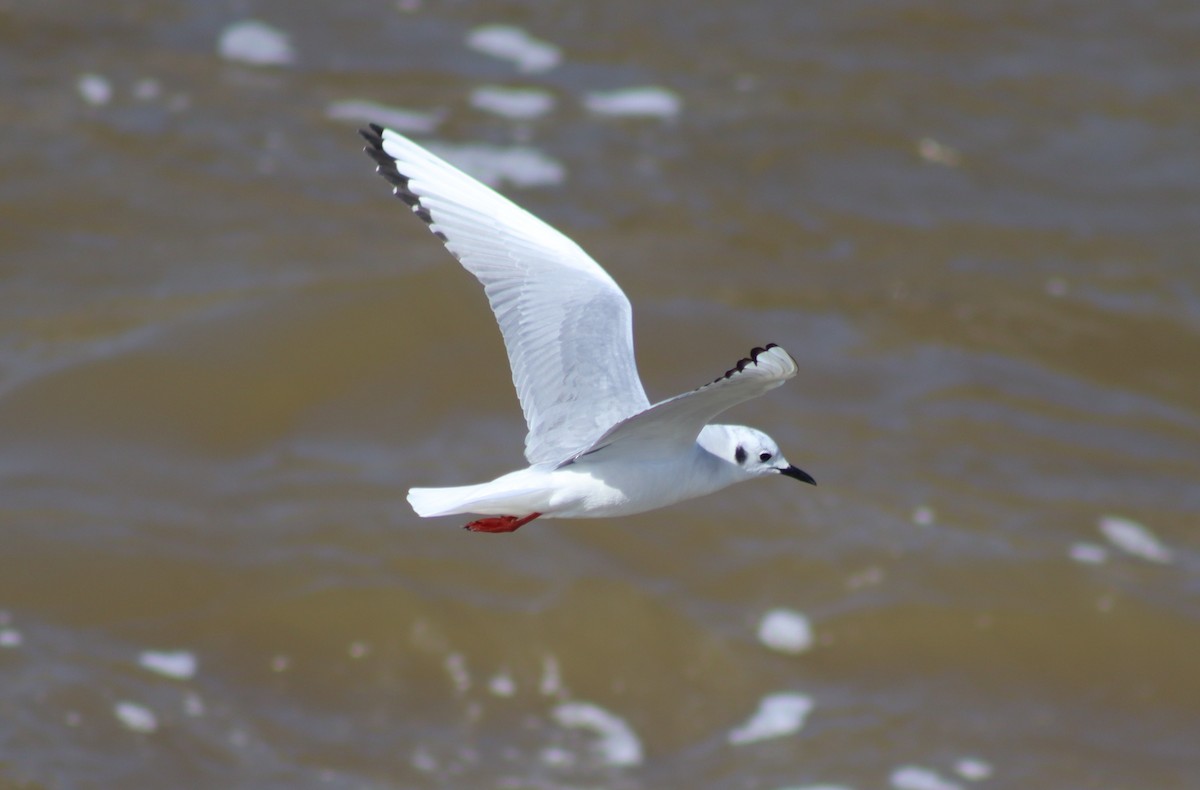 Bonaparte's Gull - ML616187626