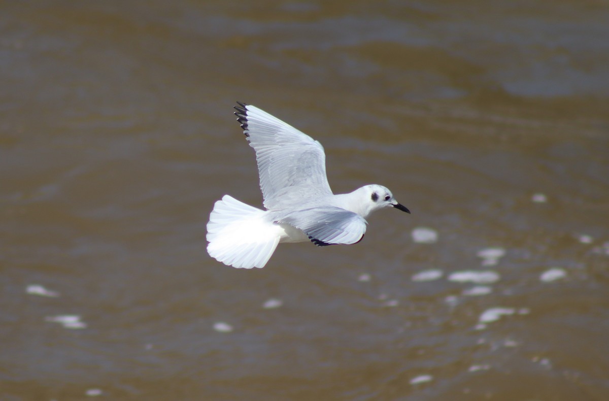 Bonaparte's Gull - ML616187627