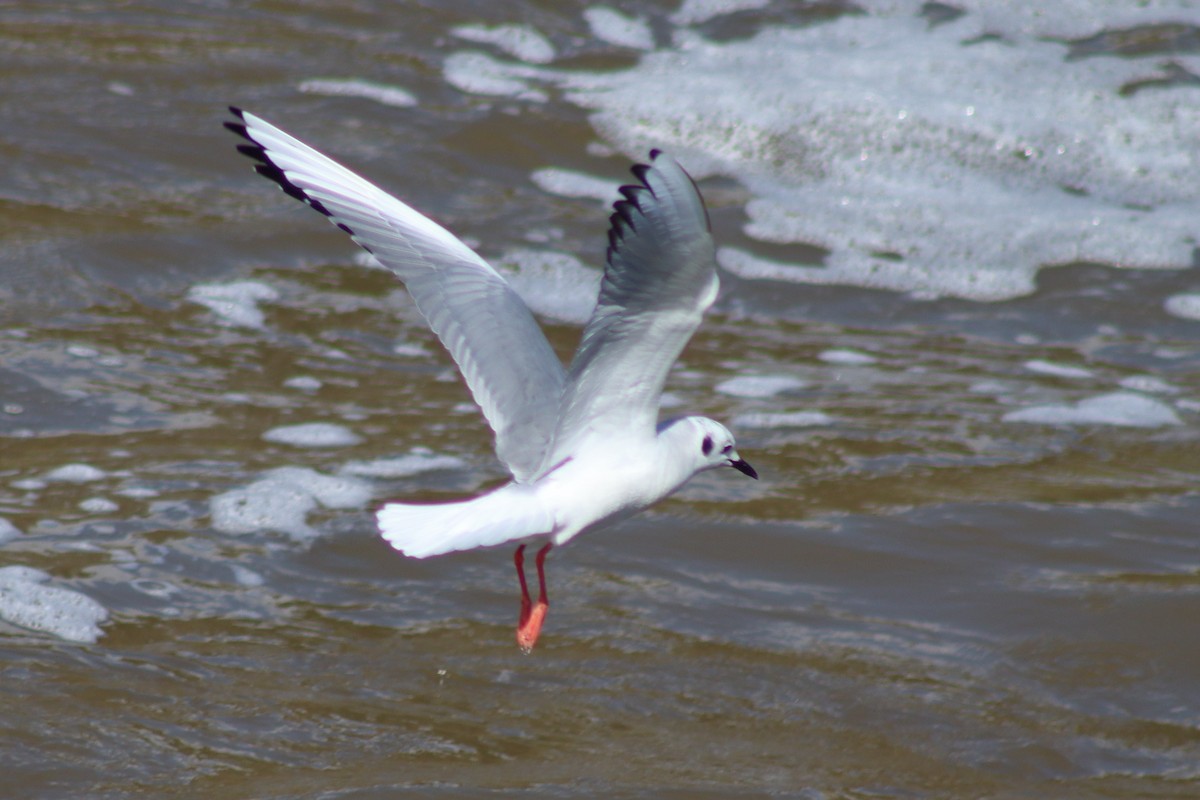 Bonaparte's Gull - ML616187628