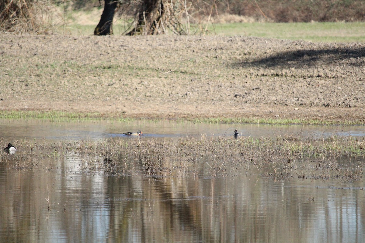 Wood Duck - ML616187637