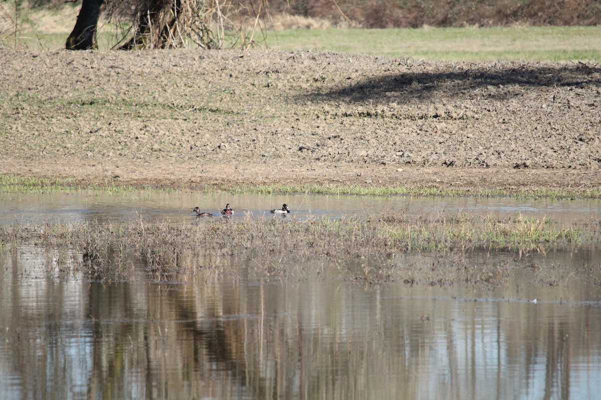 Wood Duck - ML616187662