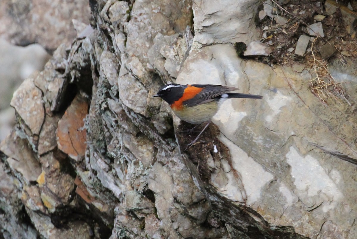 Collared Bush-Robin - ML616187677