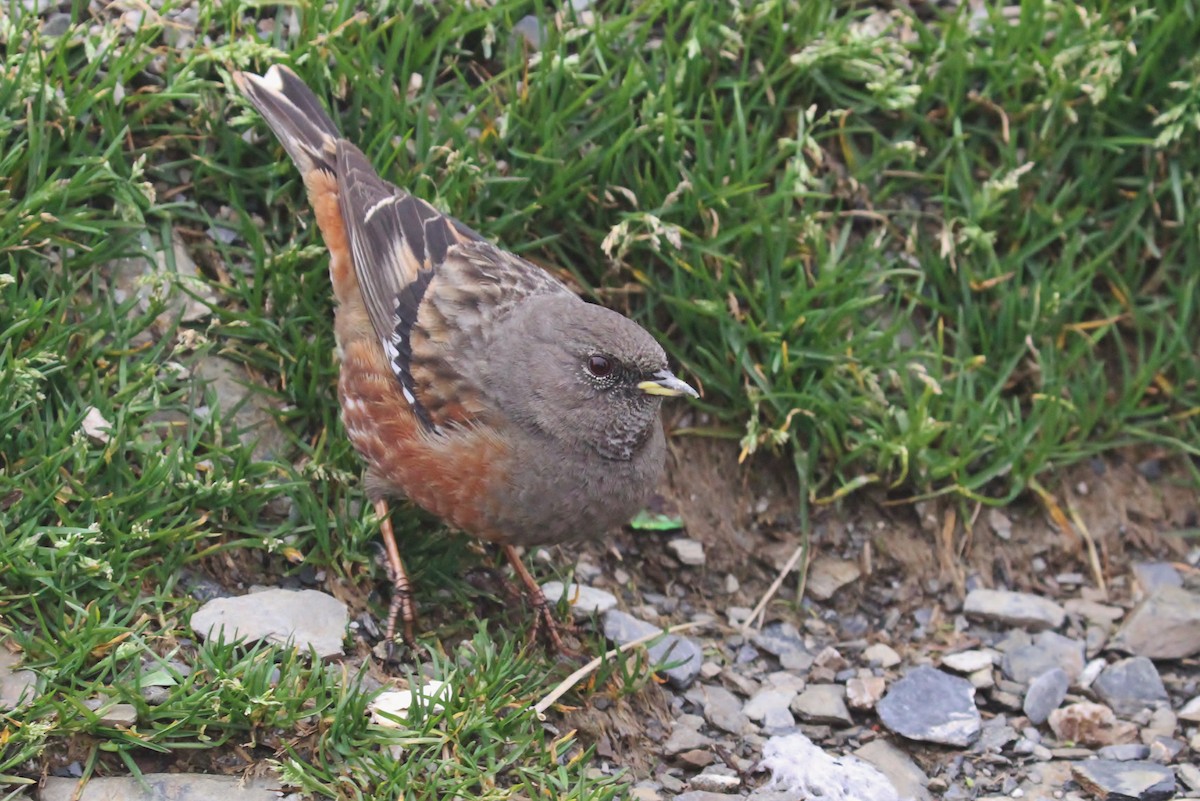 Alpine Accentor - ML616187706