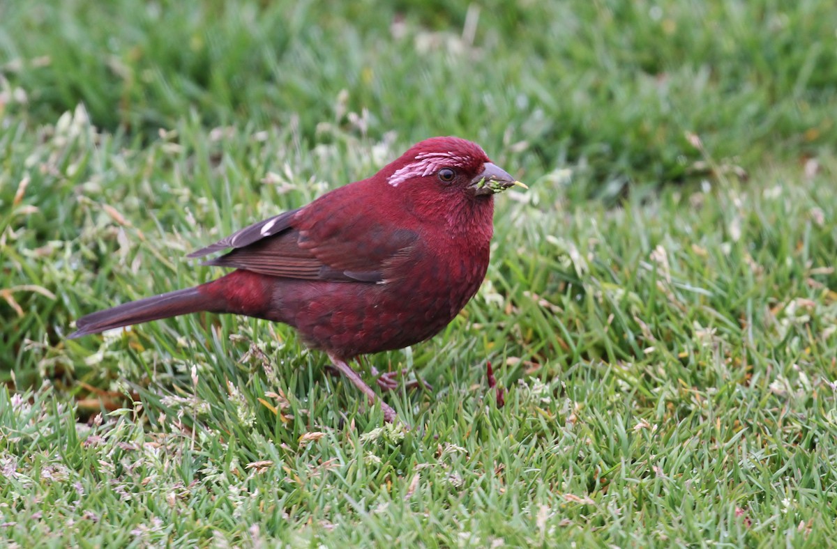 Taiwan Rosefinch - ML616187733