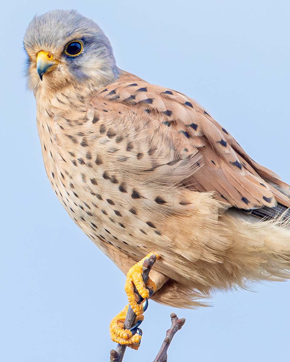 Eurasian Kestrel - ML616187740