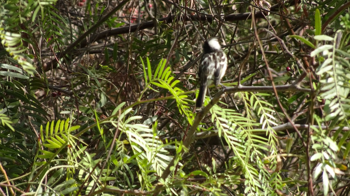 Pied-crested Tit-Tyrant - Marco Antonio Guerrero R.