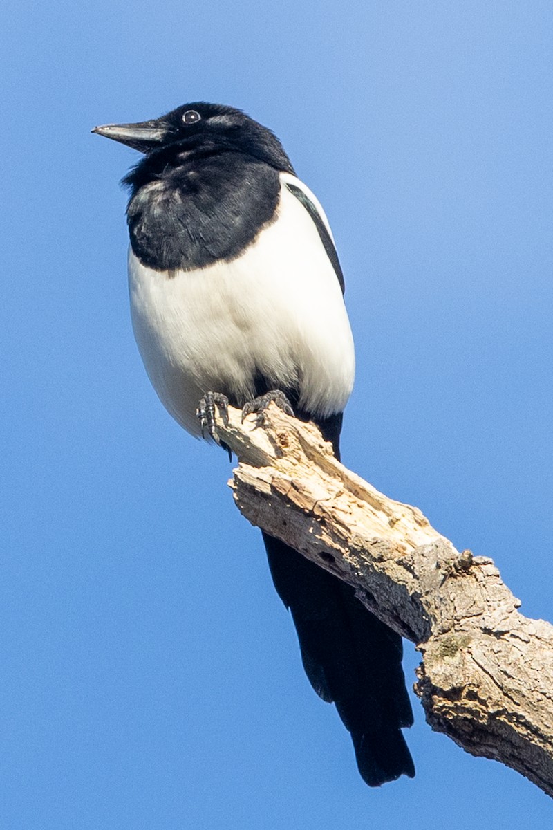 Eurasian Magpie - ML616187776