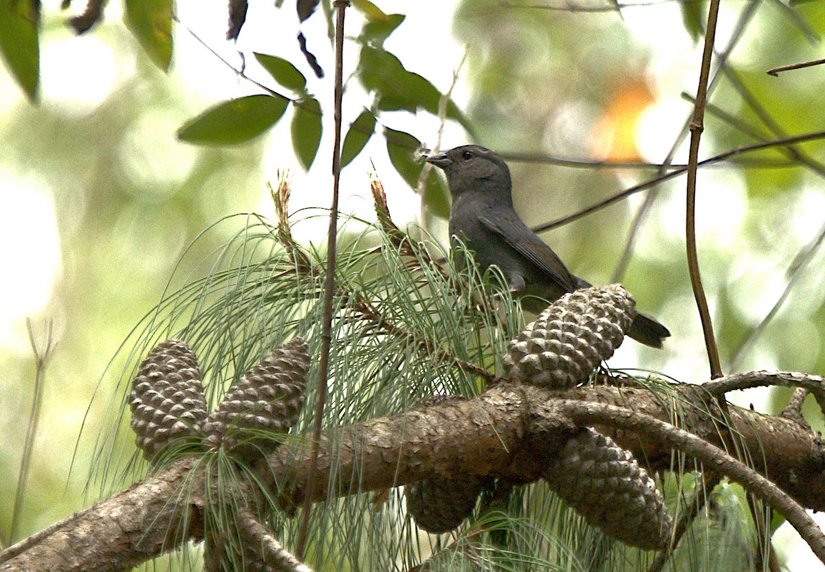 Uniform Finch - Patrícia Hanate