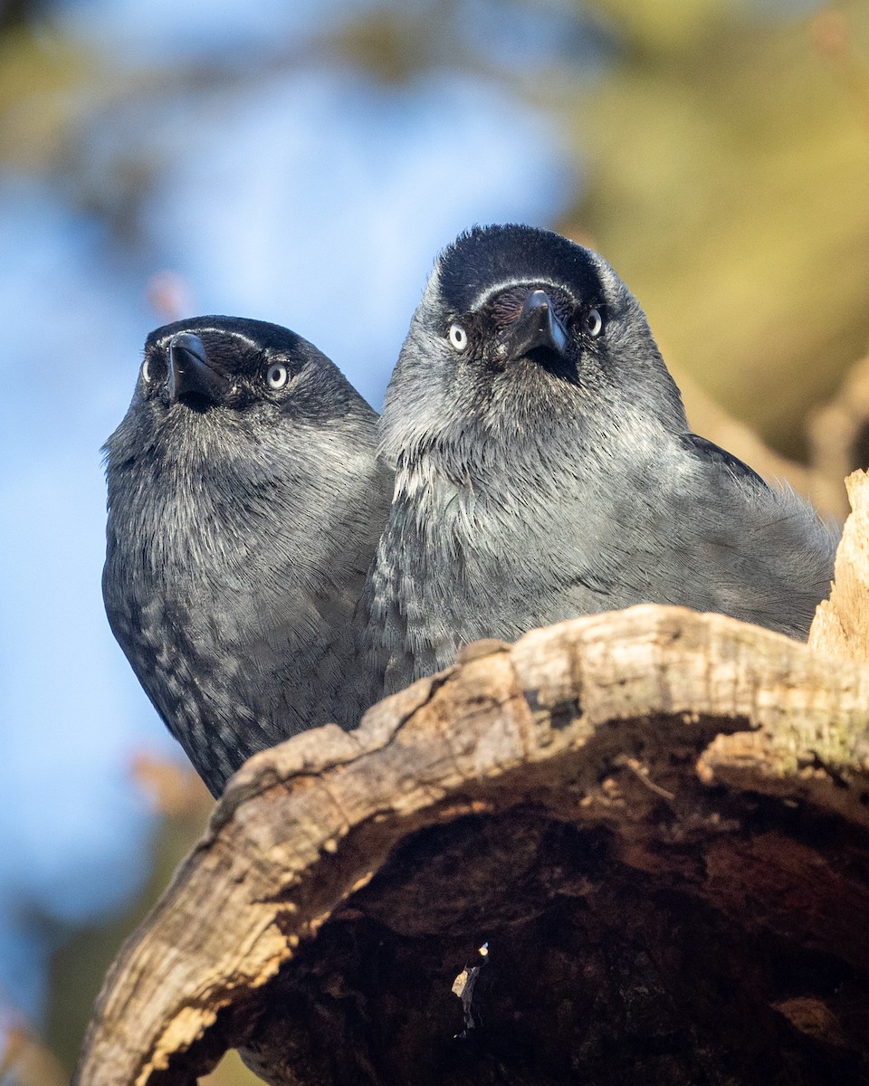 Eurasian Jackdaw - Nina Beilby