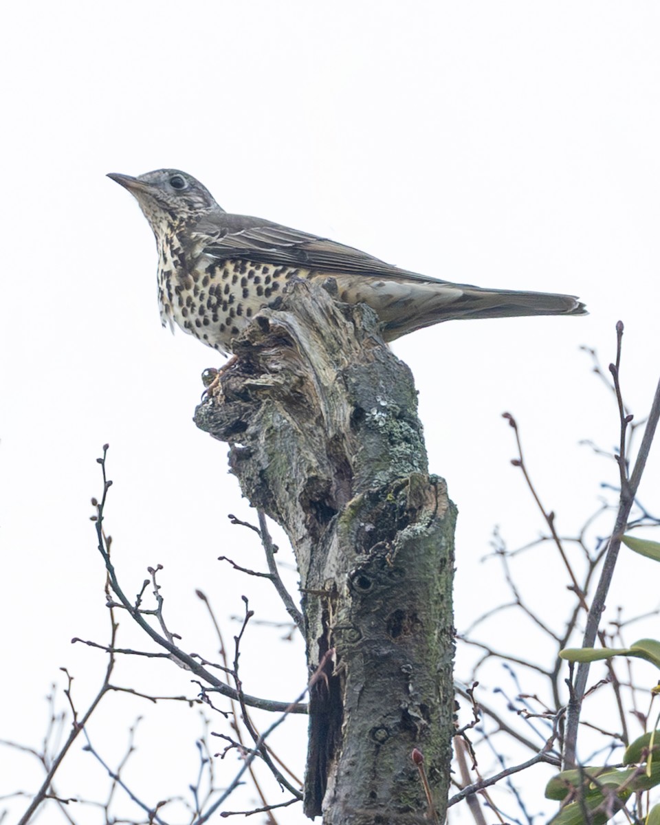 Mistle Thrush - Nina Beilby