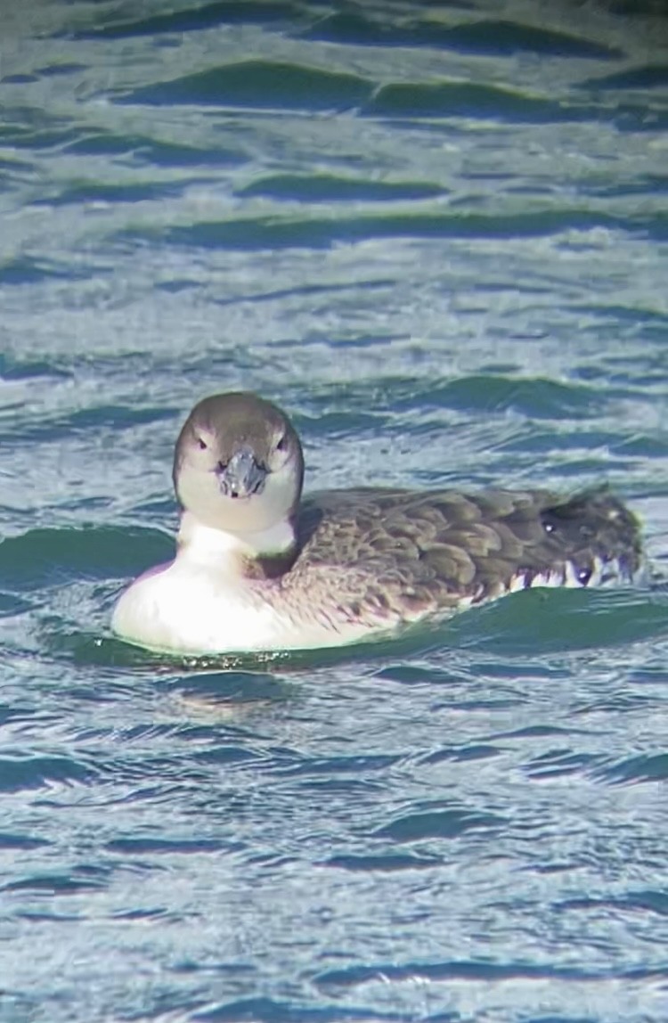 Common Loon - John Milauskas