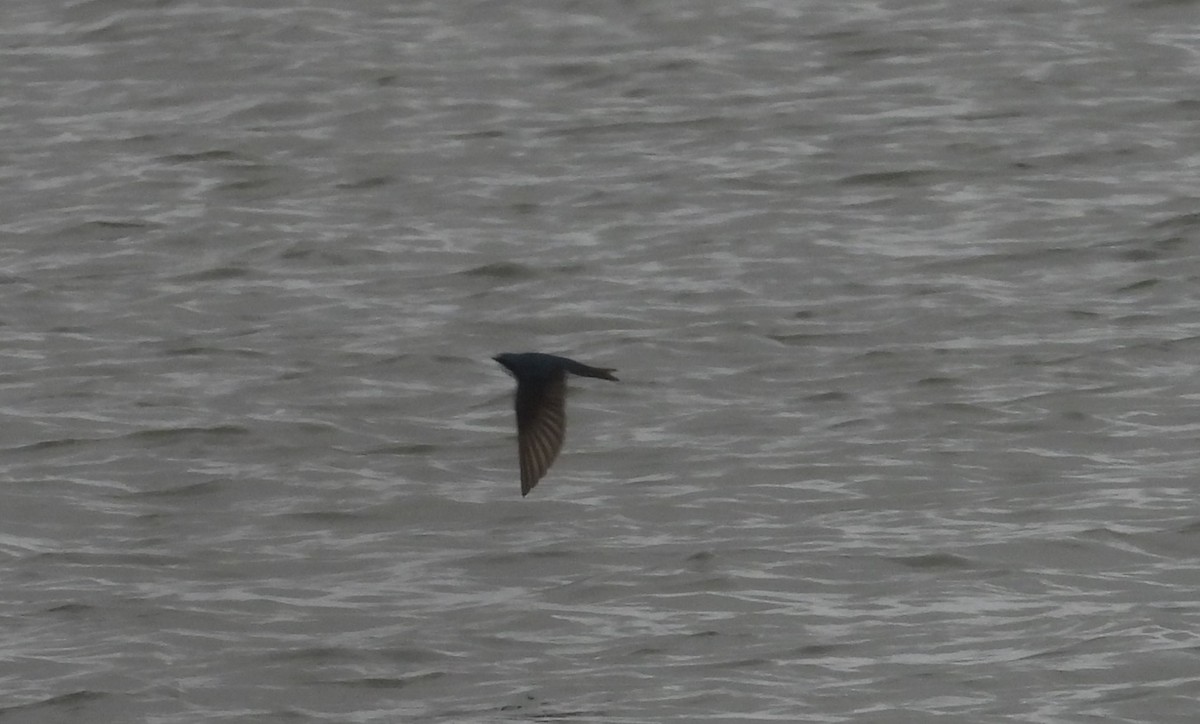 Tree Swallow - Jean W. Côté