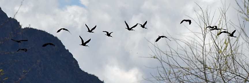 White-faced Ibis - Denny Granstrand