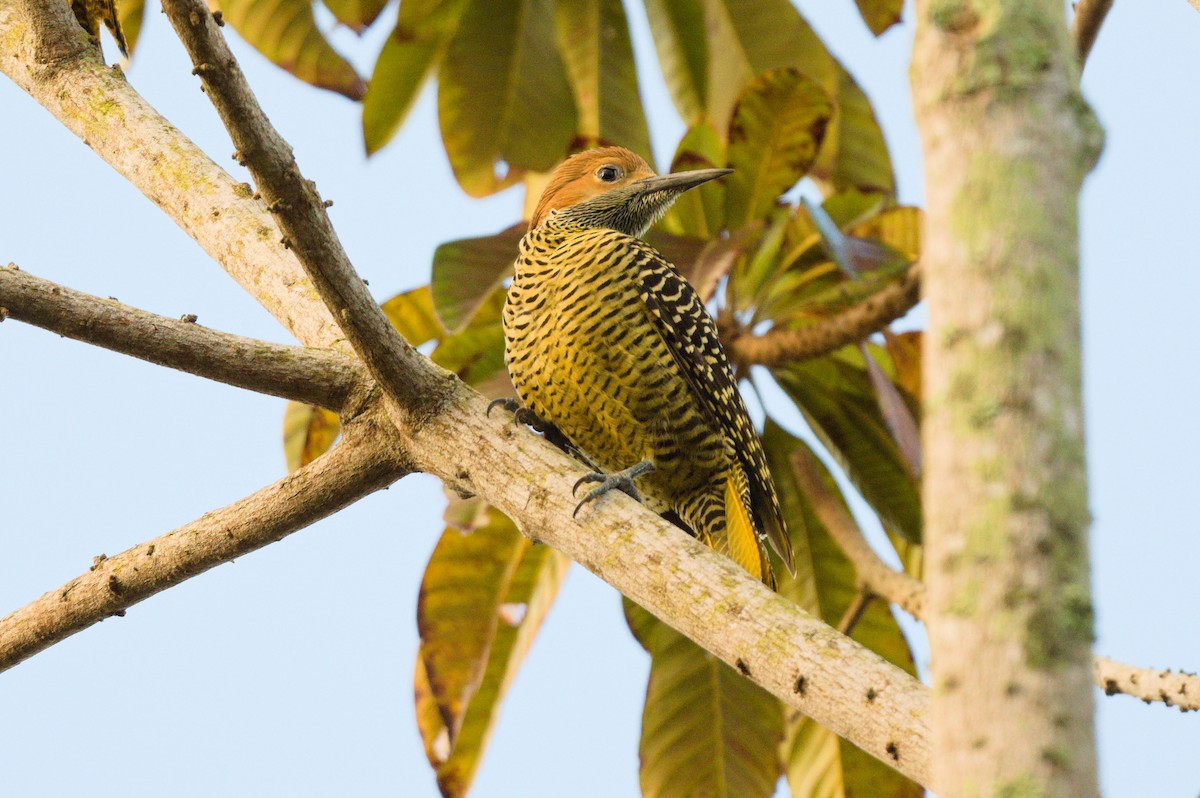 Fernandina's Flicker - Richard Gray