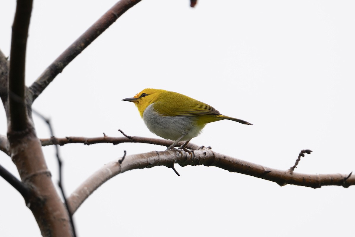 Yellow-spectacled White-eye - ML616187963