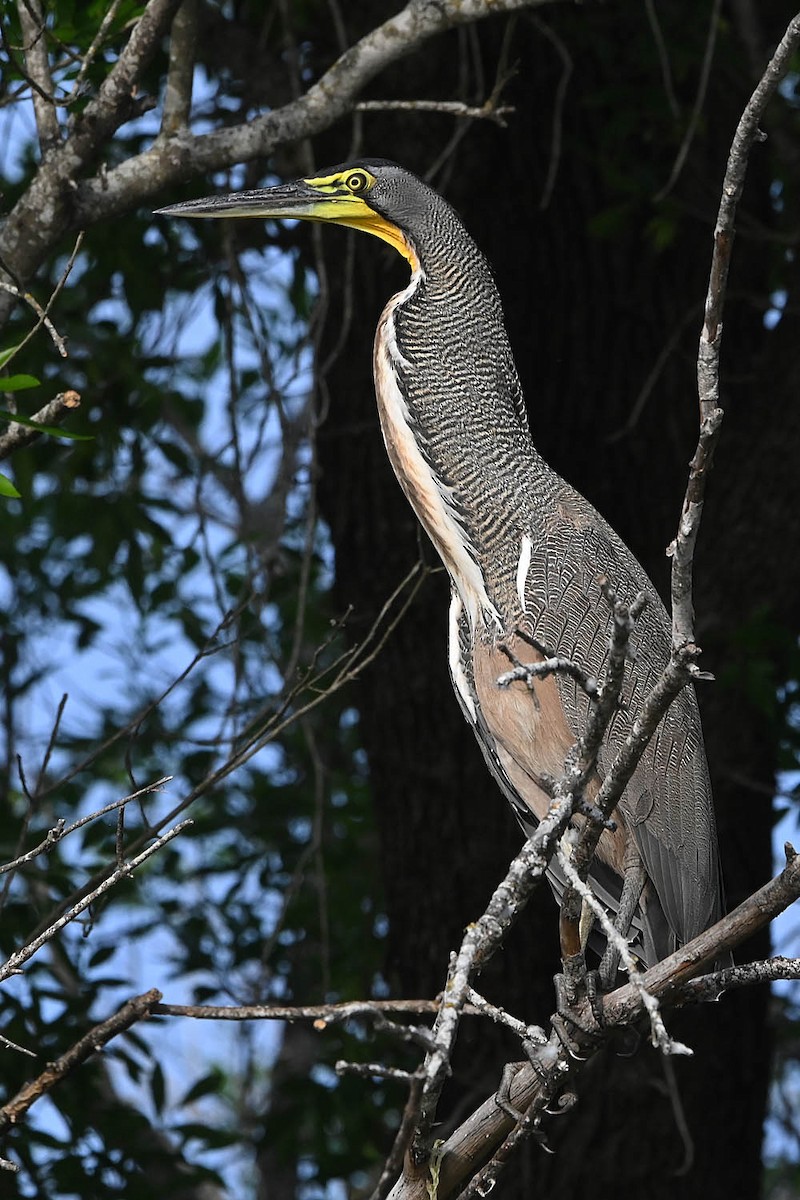 Bare-throated Tiger-Heron - ML616187994