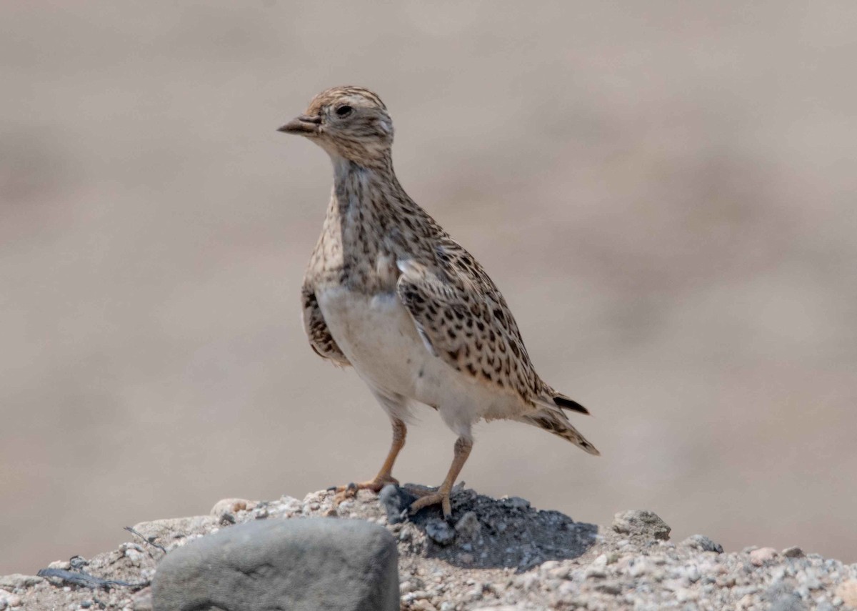 Least Seedsnipe - Philip Reimers