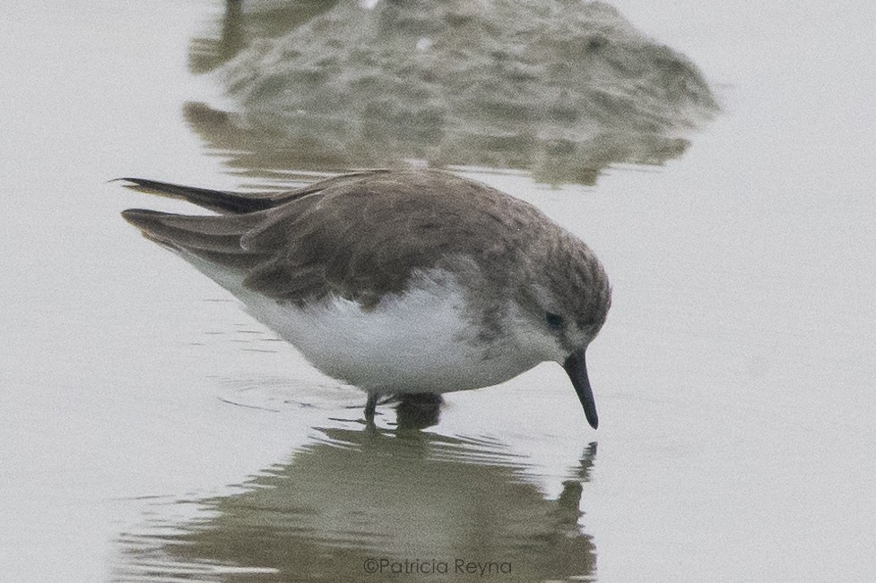 Semipalmated Sandpiper - ML616188006