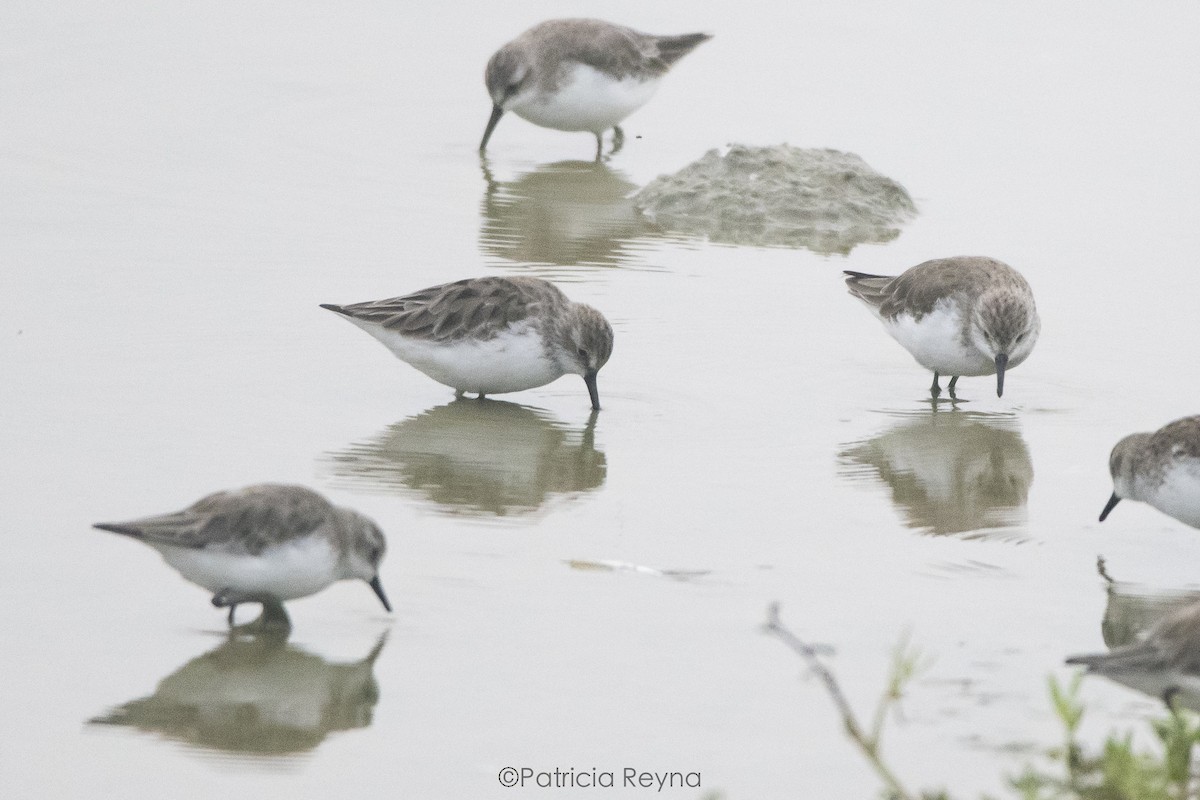 Semipalmated Sandpiper - ML616188007