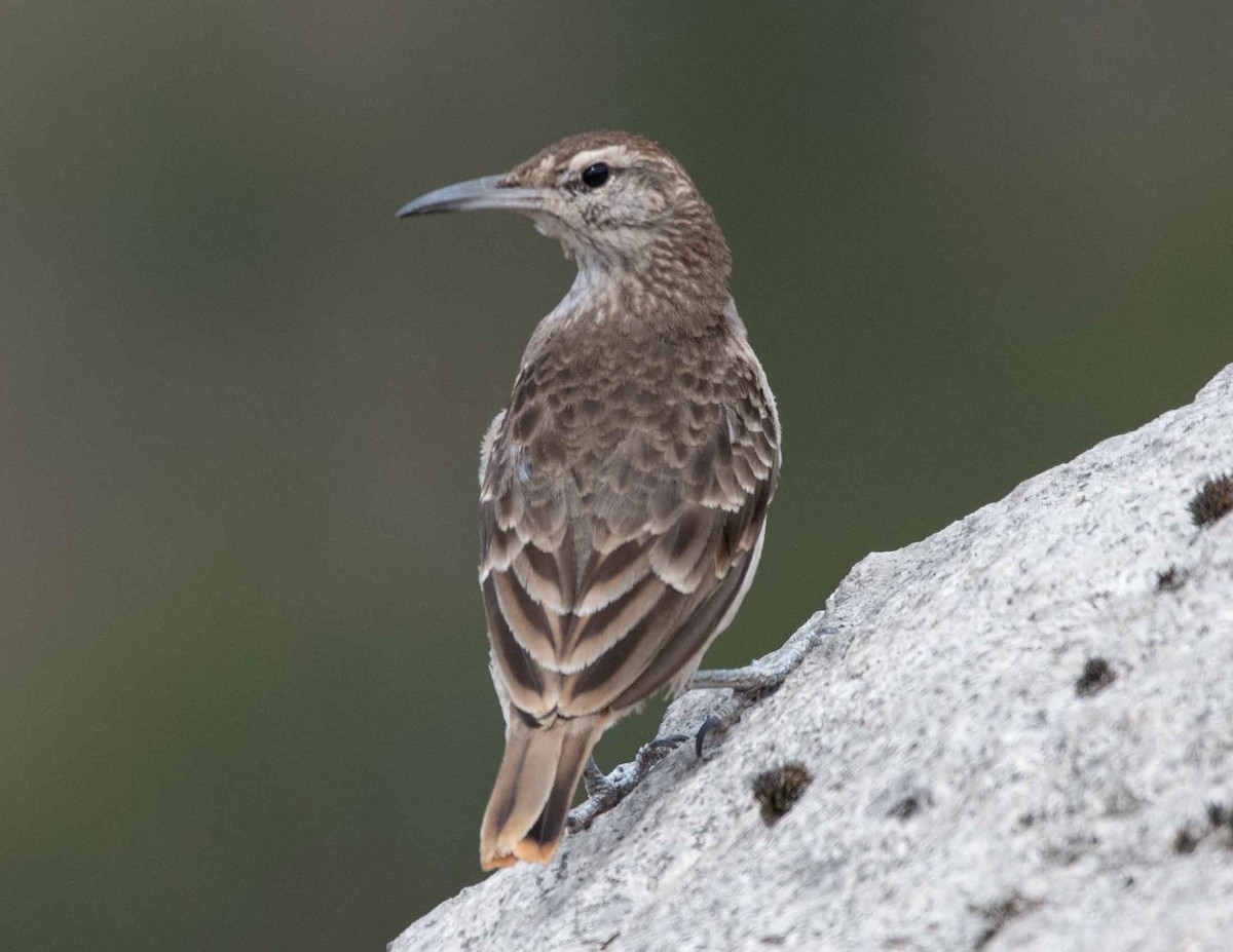 Thick-billed Miner - ML616188060