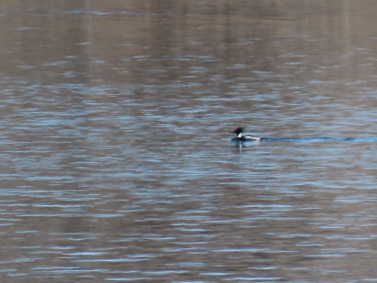 Red-breasted Merganser - Deborah Essman