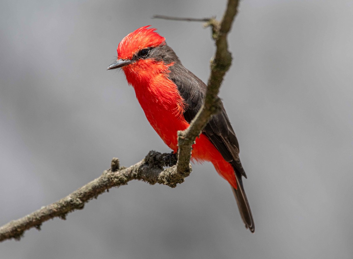 Vermilion Flycatcher - Philip Reimers