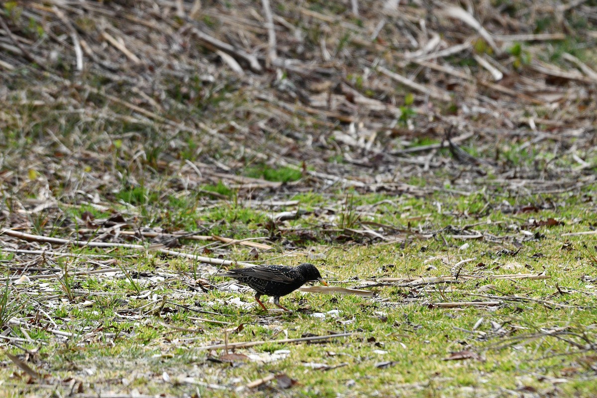 European Starling - ML616188096