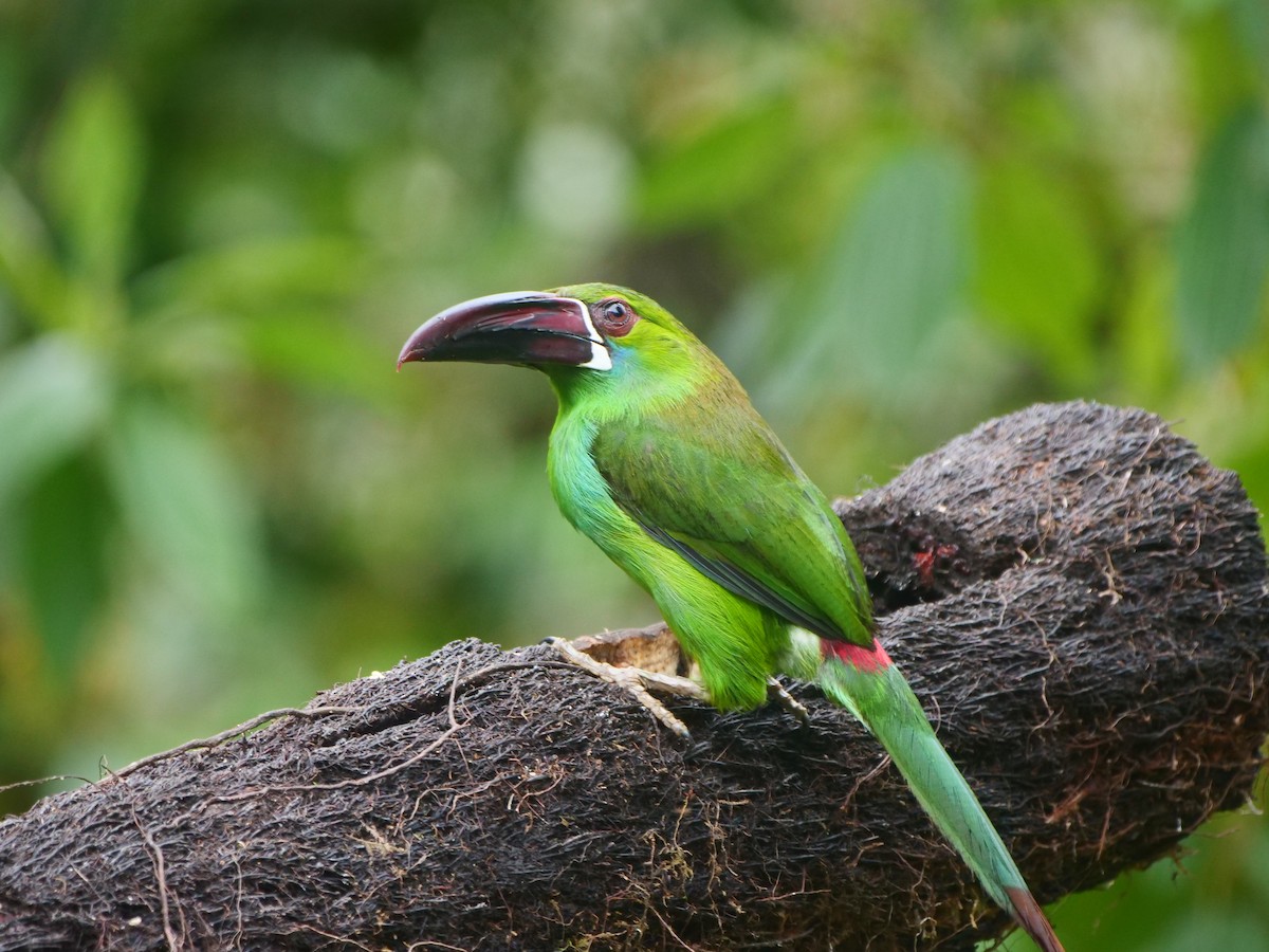 Crimson-rumped Toucanet - ML616188118