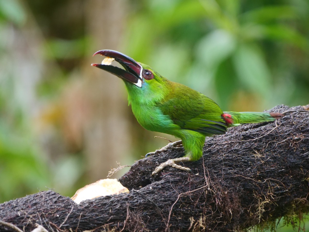 Crimson-rumped Toucanet - ML616188119