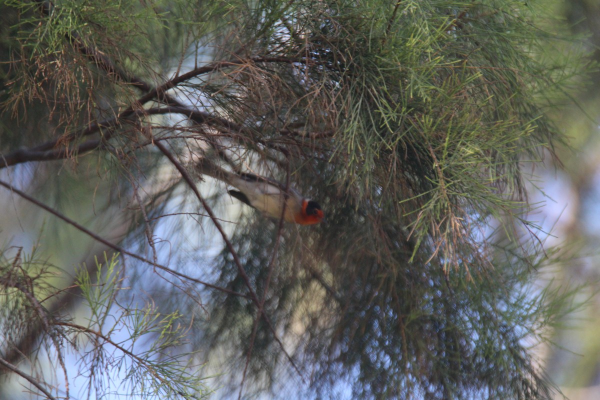 Red-faced Warbler - ML616188127