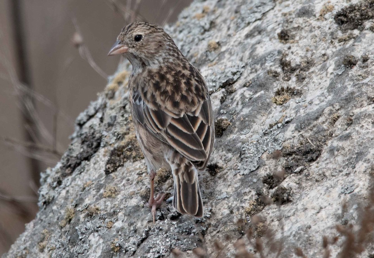 Band-tailed Sierra Finch - Philip Reimers