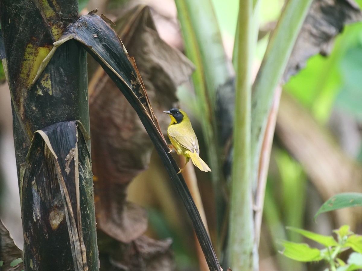 Olive-crowned Yellowthroat - ML616188181