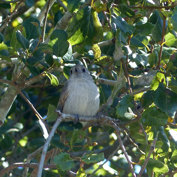 Oak Titmouse - ML616188231