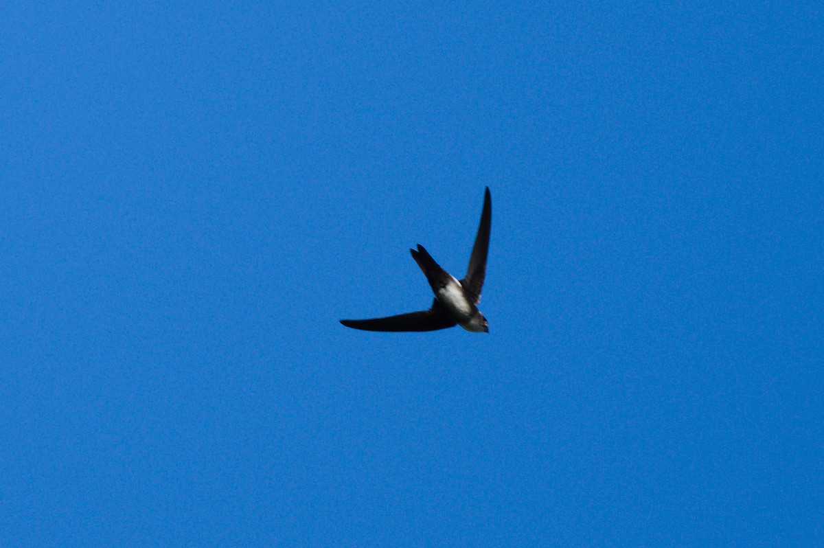 Antillean Palm Swift - Richard Gray