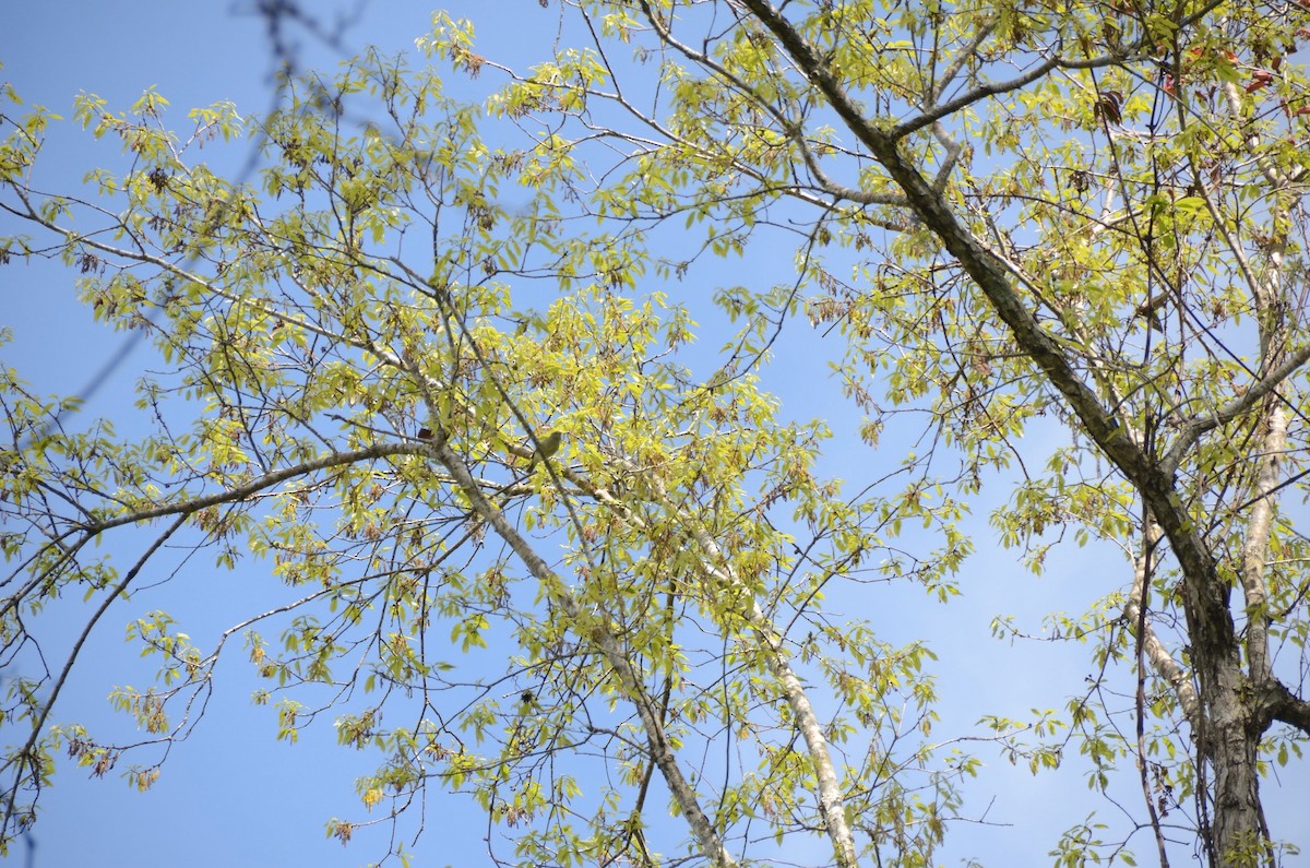 White-eyed Vireo - ML616188245