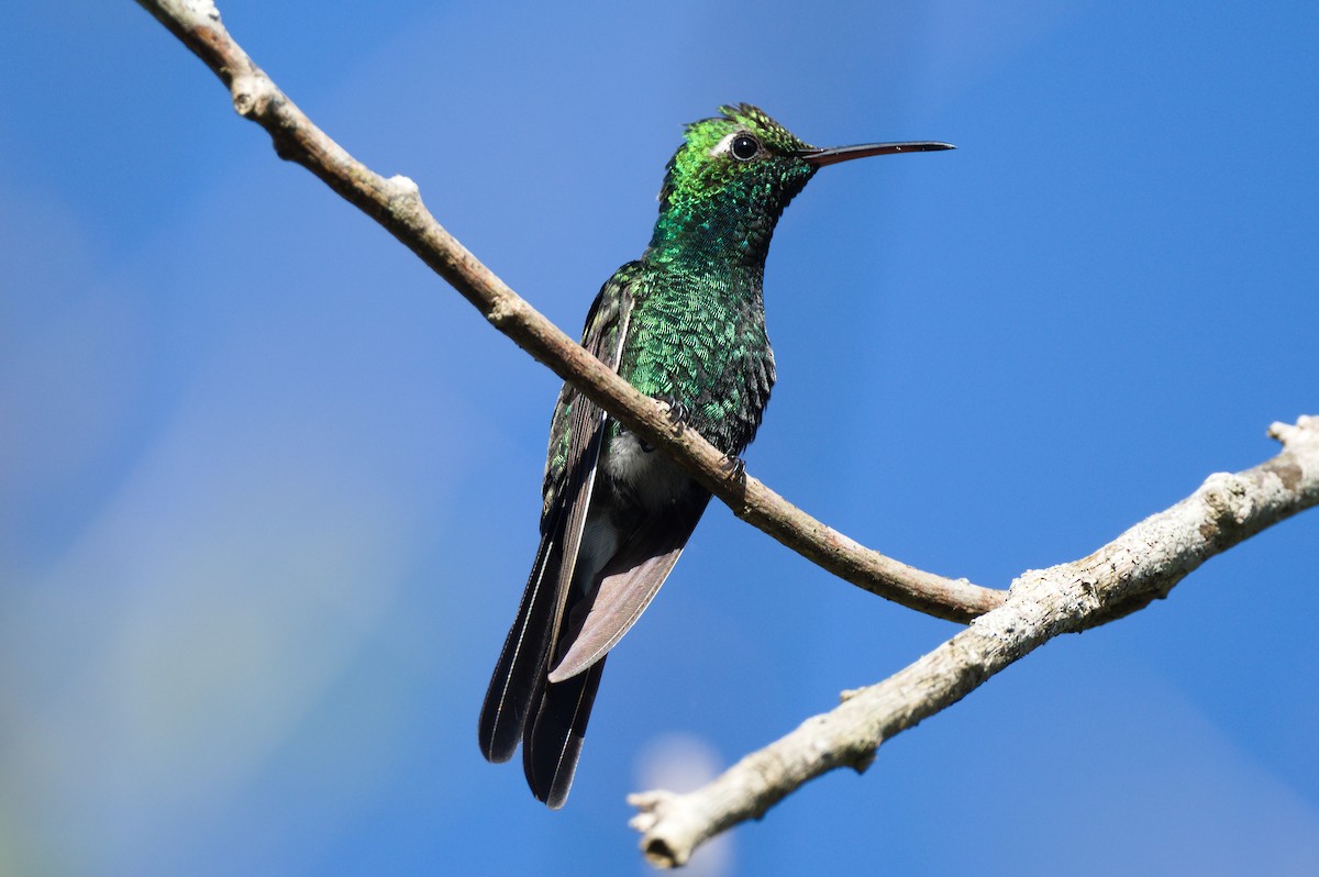 Cuban Emerald - Richard Gray