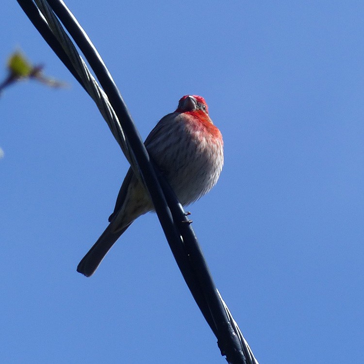 House Finch - ML616188276