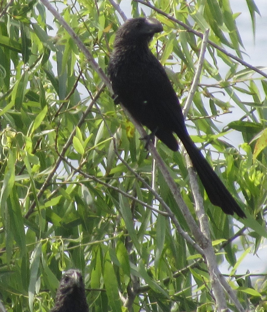 Smooth-billed Ani - ML616188325