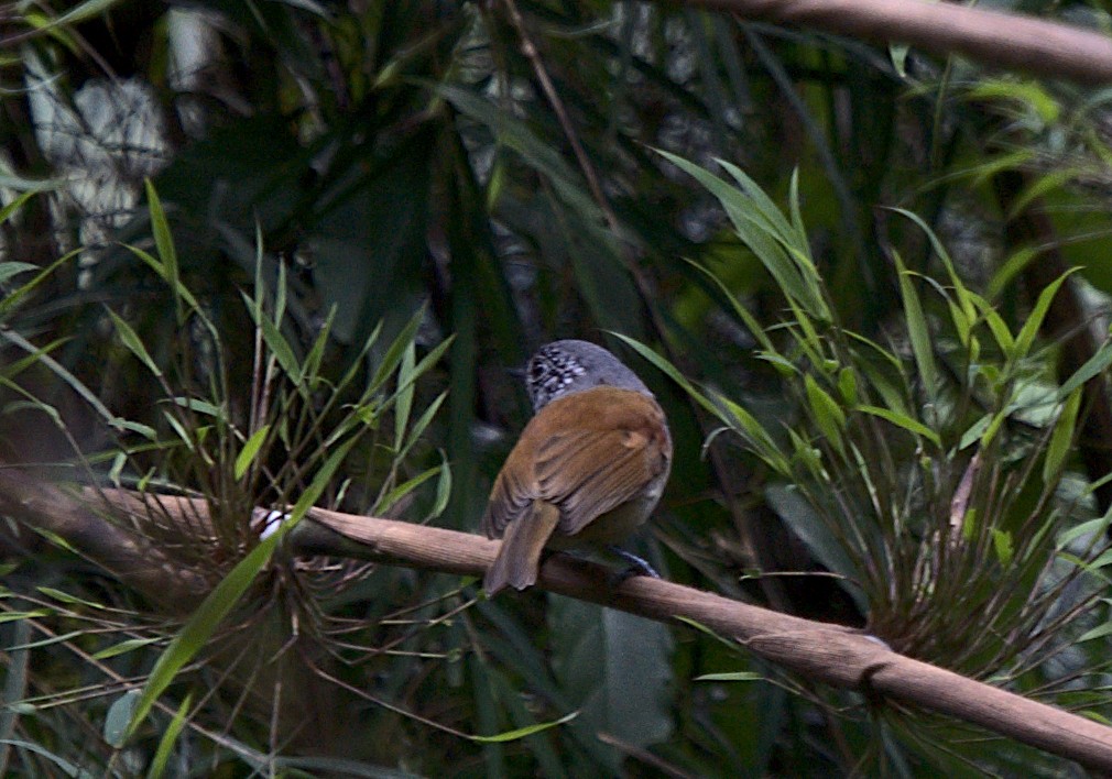 Rufous-backed Antvireo - ML616188342