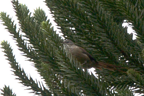 Araucaria Tit-Spinetail - ML616188357