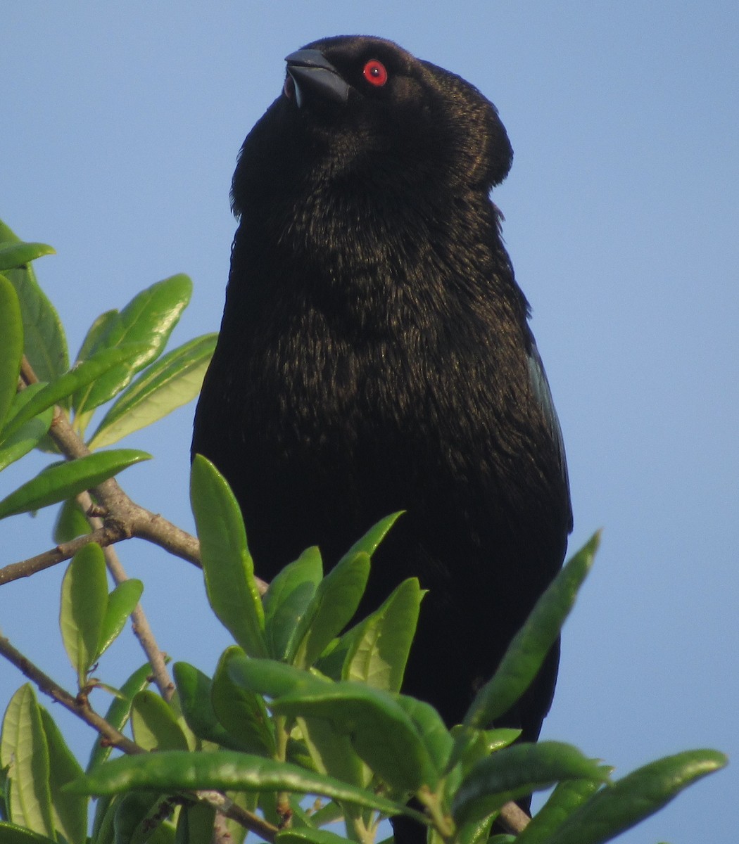 Bronzed Cowbird - Dan Cimbaro