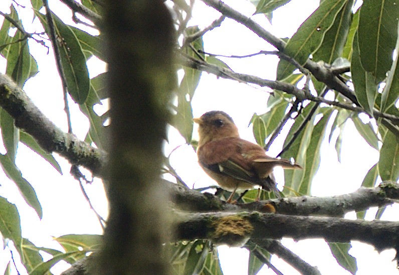 Black-capped Piprites - ML616188368