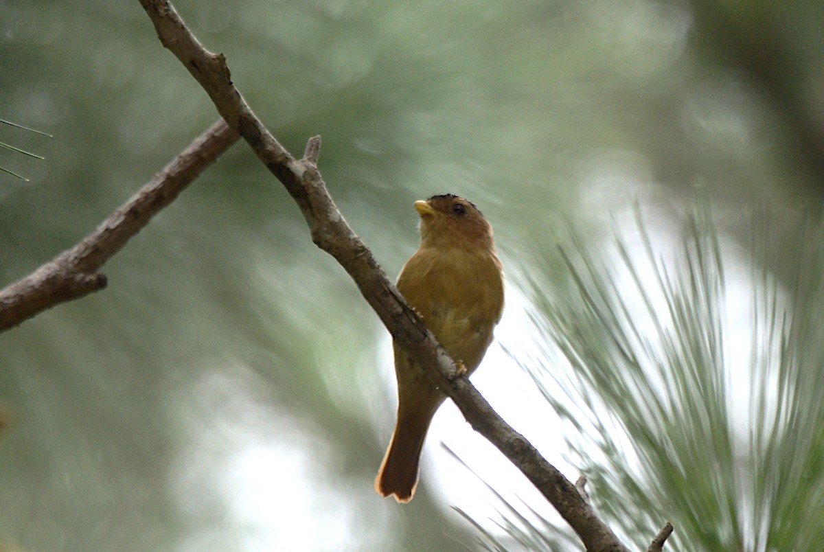 Black-capped Piprites - ML616188369